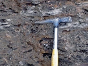 Valea Cocii disodile